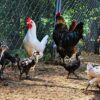 Organic Dog Treats - Chicken - Image 2