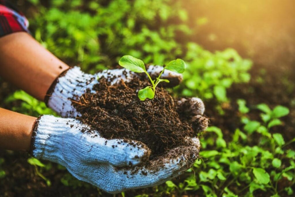 Healthy soil supporting new plant growth in an organic garden.