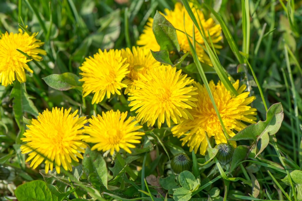 Yellow dandelion flowers growing naturally in a grassy field.